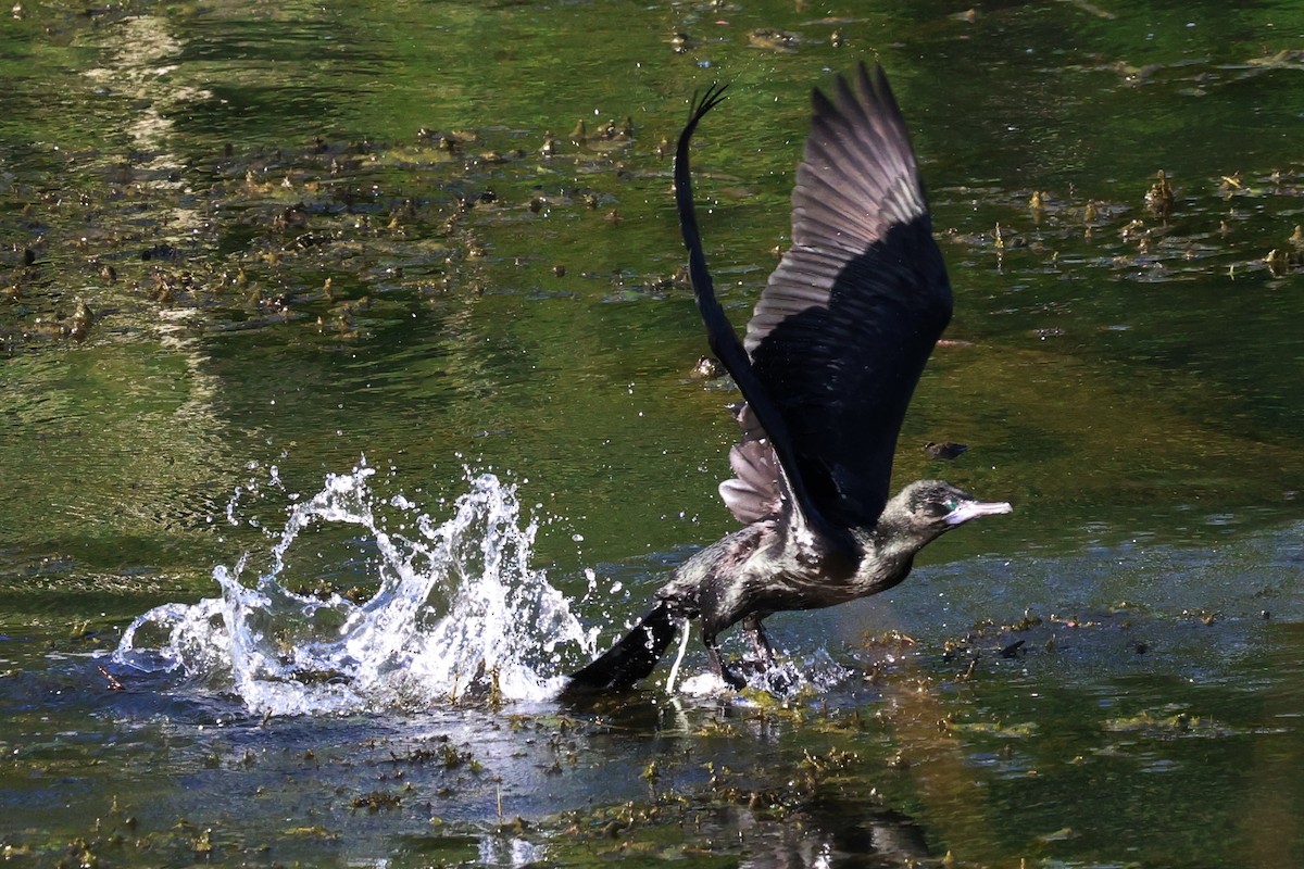 ミナミクロヒメウ - ML645253633