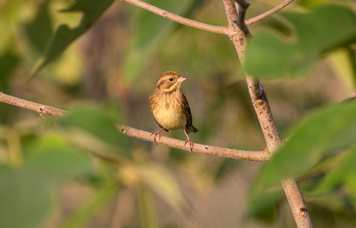 シベリアアオジ - ML645253634