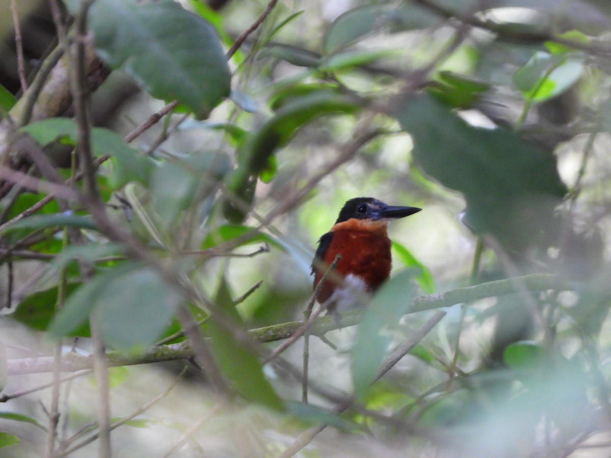 コミドリヤマセミ - ML645253635