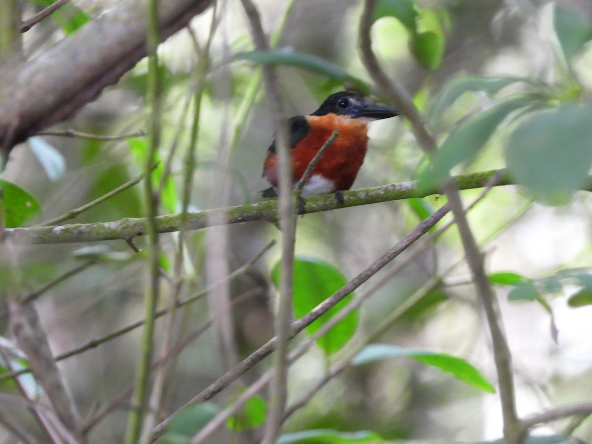 コミドリヤマセミ - ML645253636