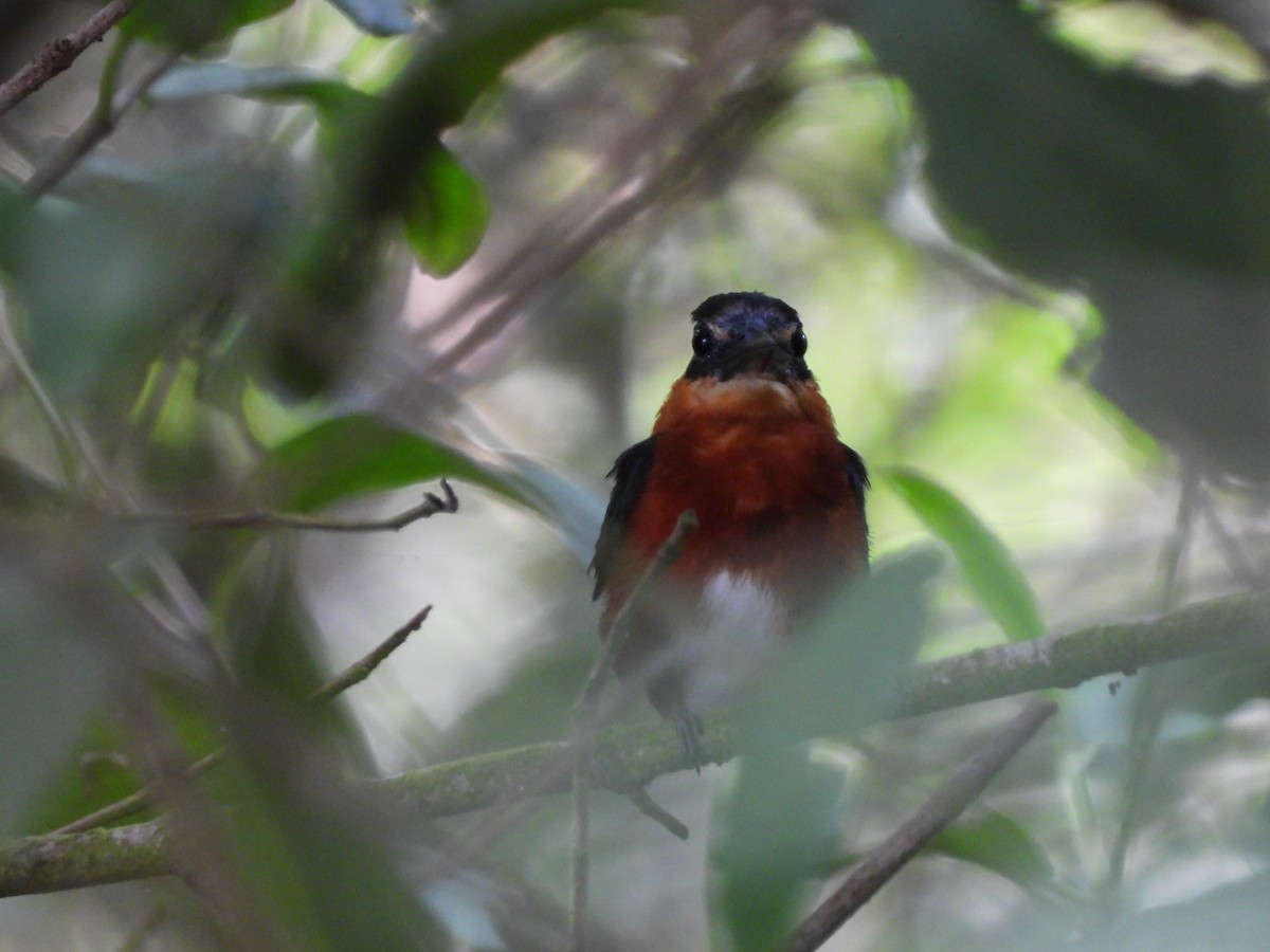 コミドリヤマセミ - ML645253637