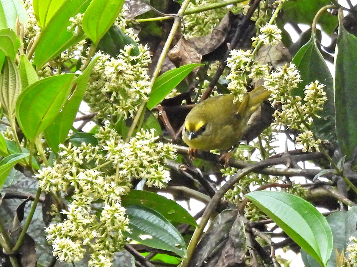 レモンアメリカムシクイ - ML645253638