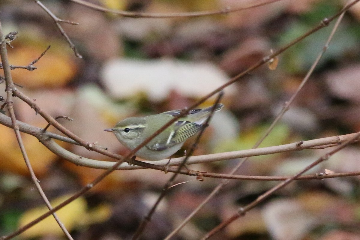 黃眉柳鶯 - ML645253639