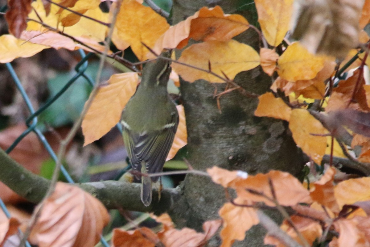 黃眉柳鶯 - ML645253640