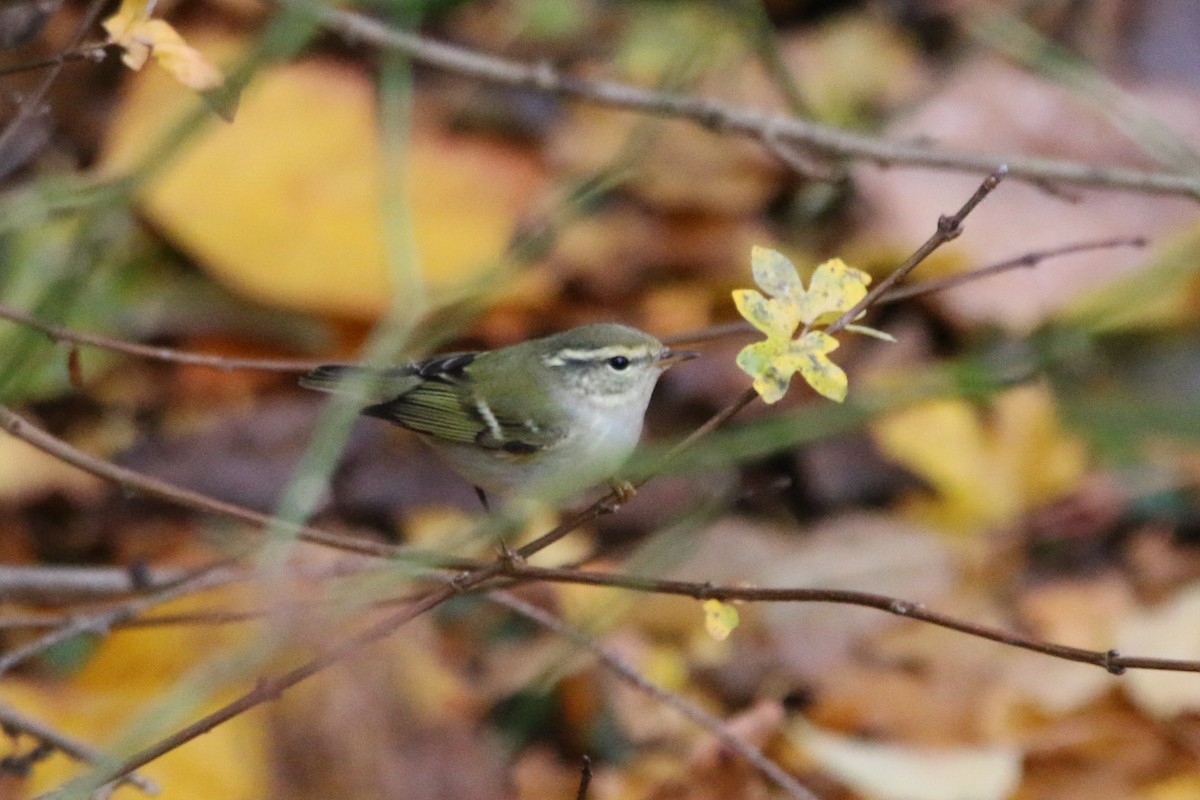 黃眉柳鶯 - ML645253641