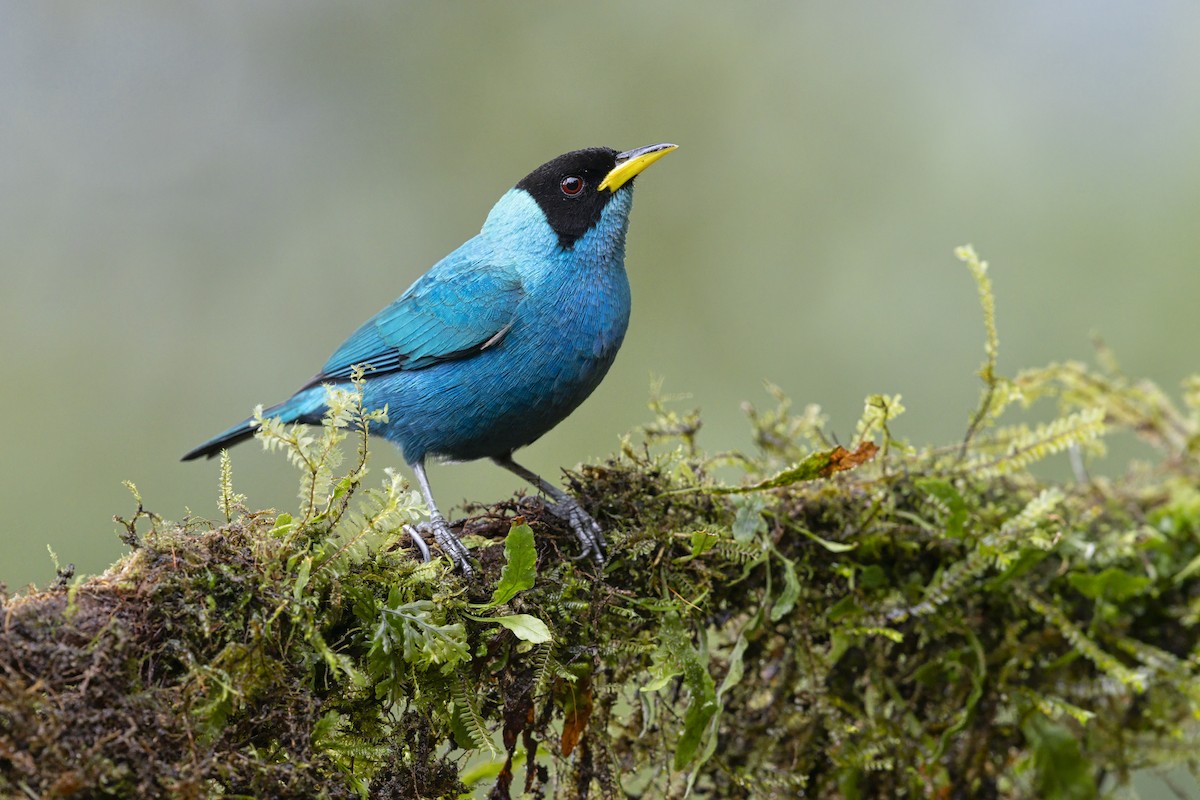 Green Honeycreeper - ML645253648