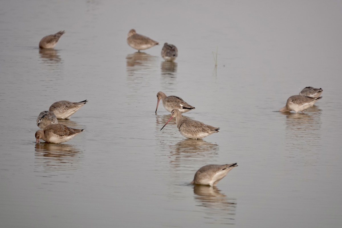Black-tailed Godwit - ML645253649