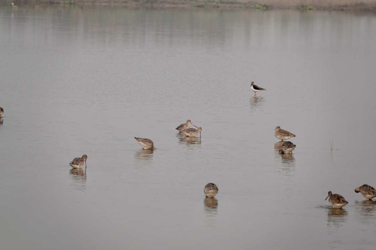Black-tailed Godwit - ML645253650