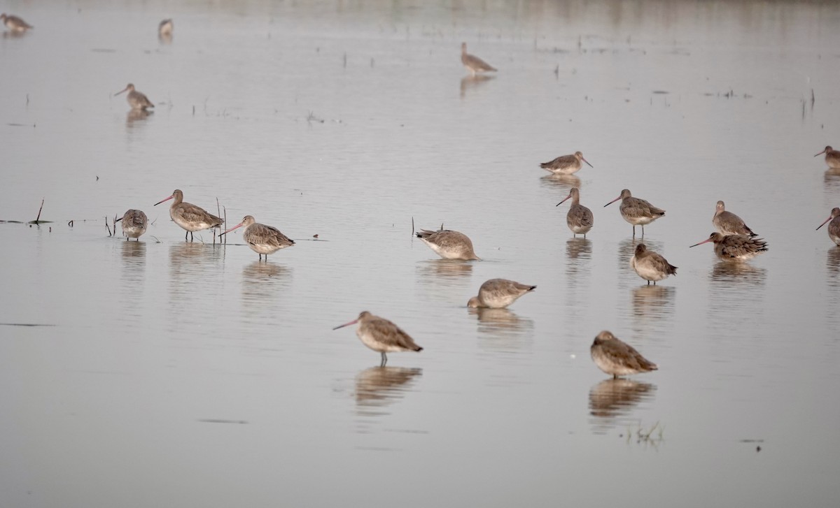 Black-tailed Godwit - ML645253651