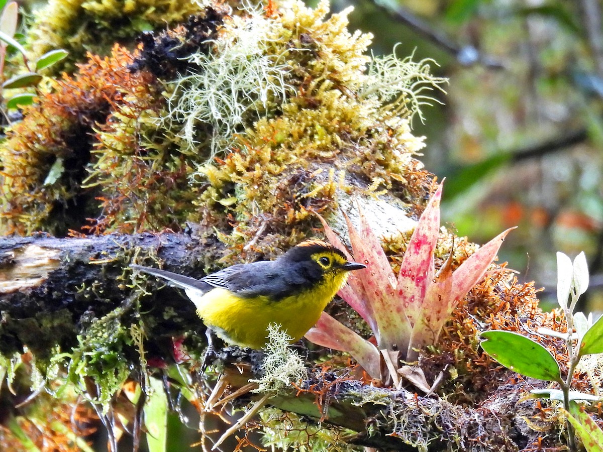 Spectacled Redstart - ML645253653