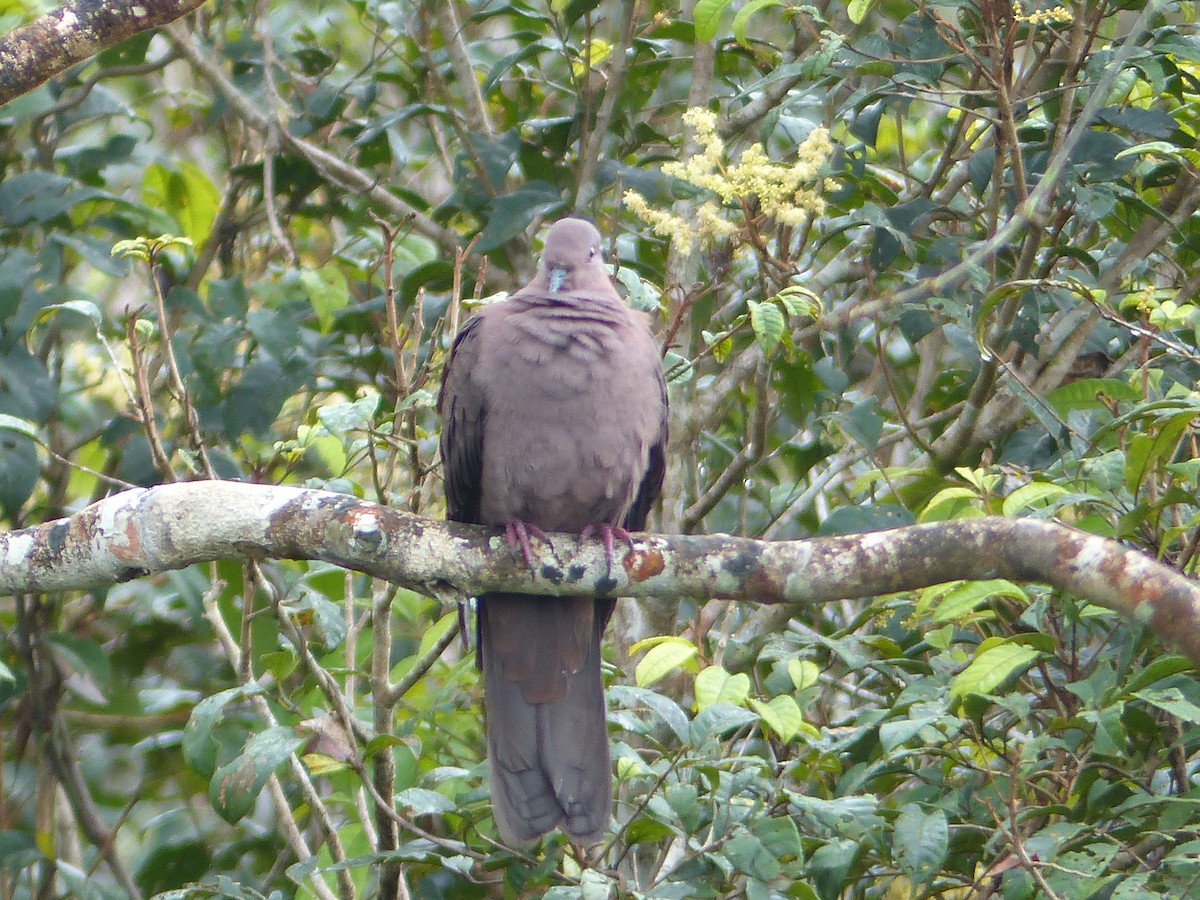 Ruddy Pigeon - ML645253654