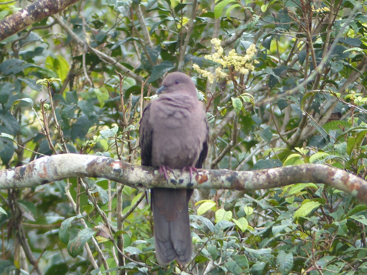 Ruddy Pigeon - ML645253655