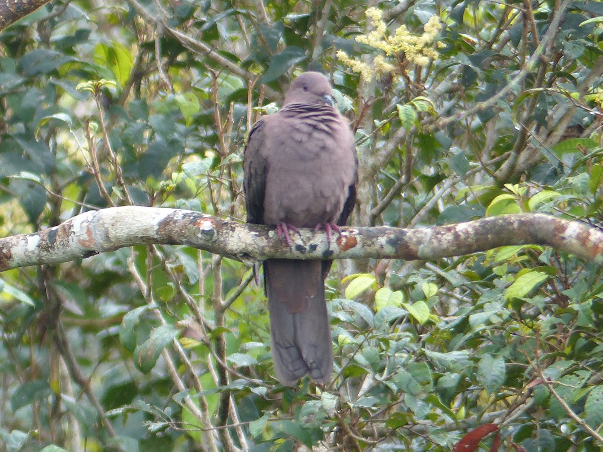 Ruddy Pigeon - ML645253656