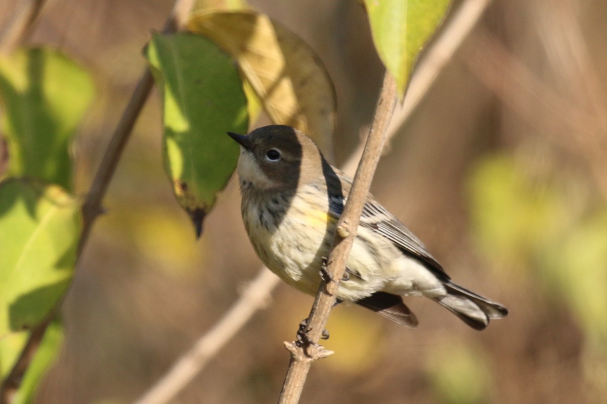Yellow-rumped Warbler - ML645253658
