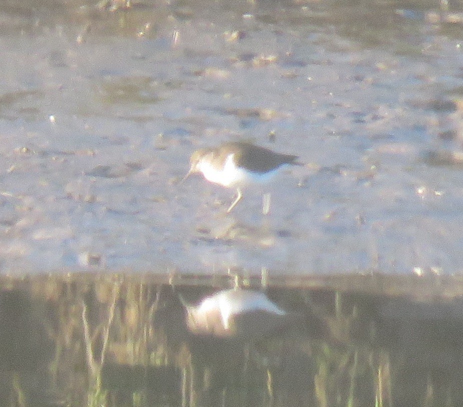 Common Sandpiper - ML645253660