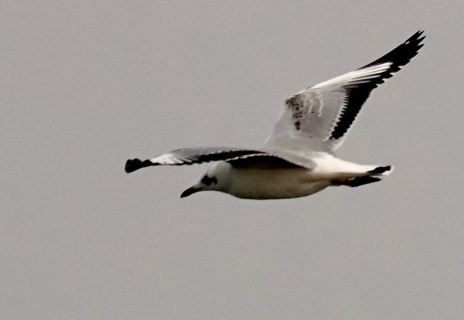 Brown-headed Gull - ML645253661