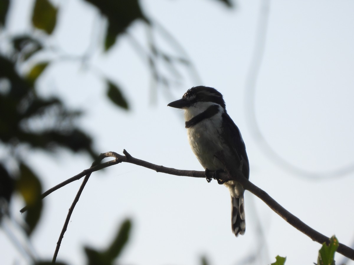 Pied Puffbird - ML645253662