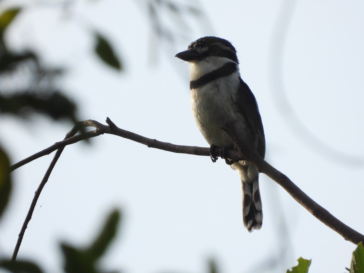 Pied Puffbird - ML645253663