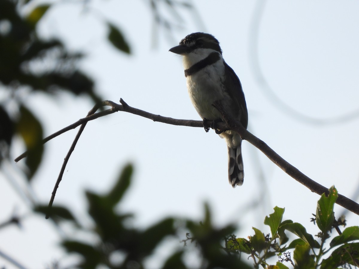 Pied Puffbird - ML645253664