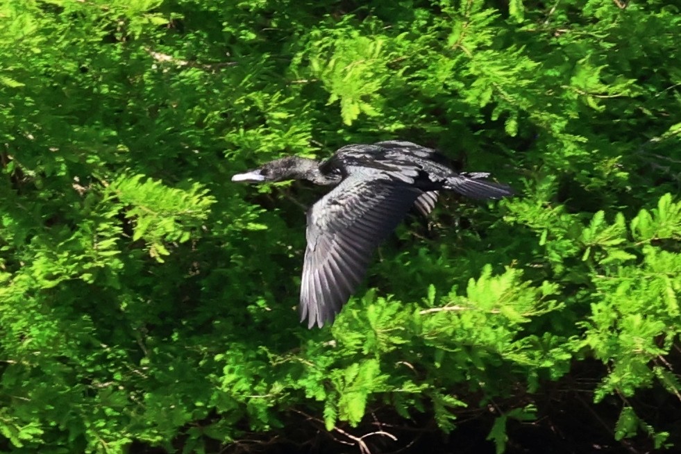 Little Black Cormorant - ML645253665