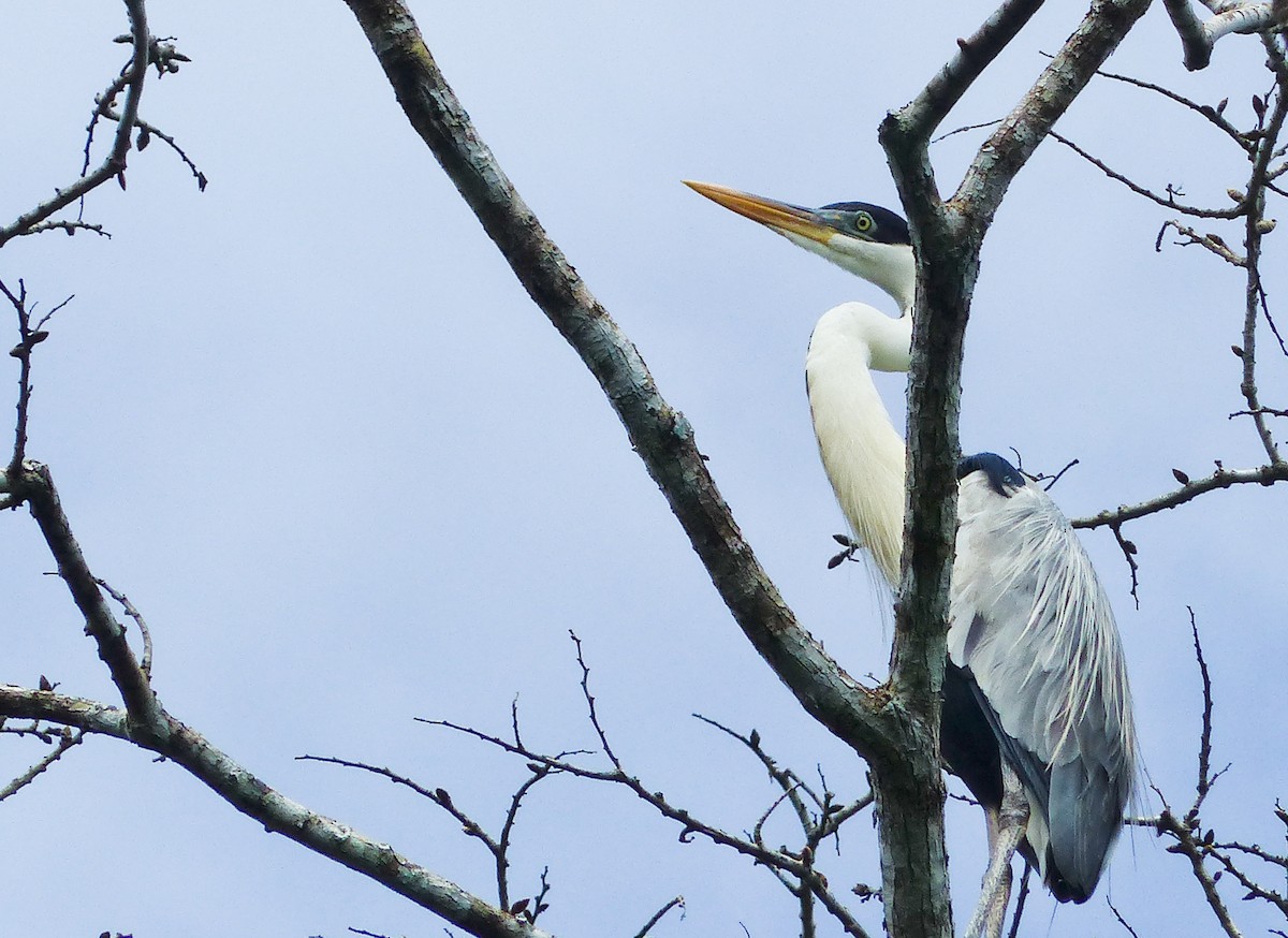 Cocoi Heron - ML645253666