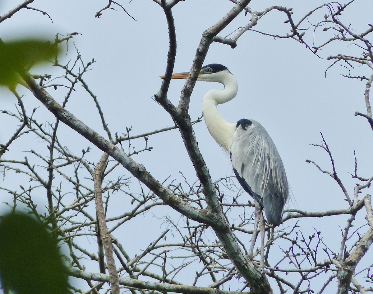 Cocoi Heron - ML645253667