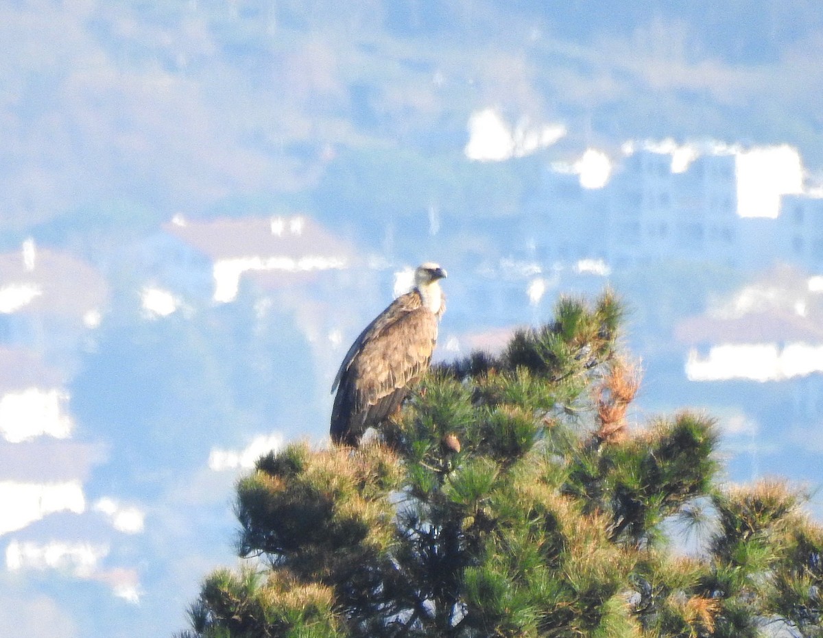 Eurasian Griffon - ML645253668