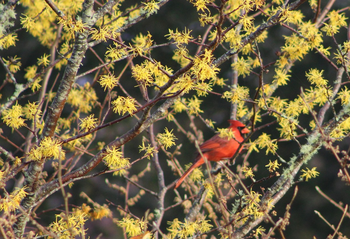 Northern Cardinal - ML645253669