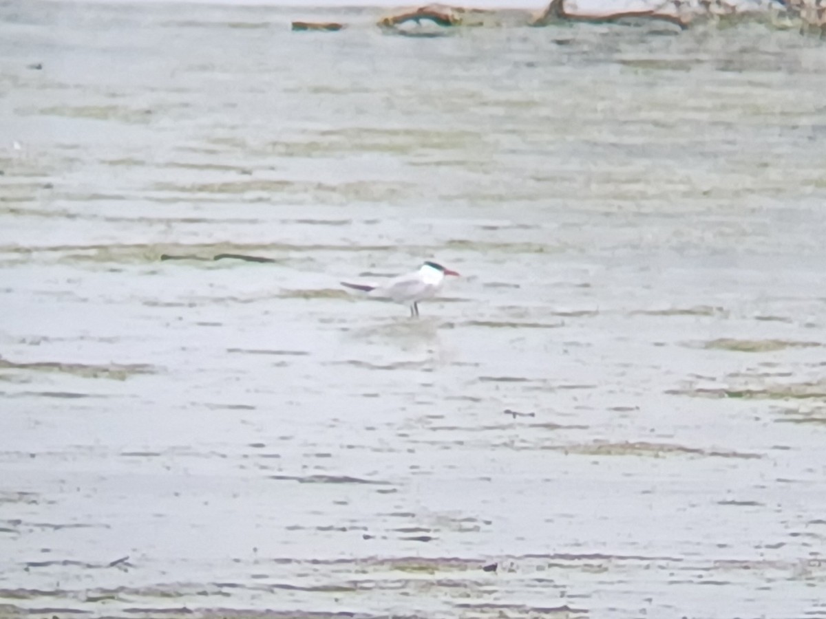 Caspian Tern - ML645253670