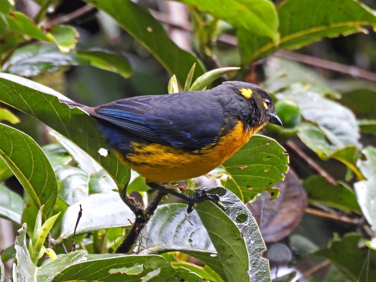 Lacrimose Mountain Tanager - ML645253673