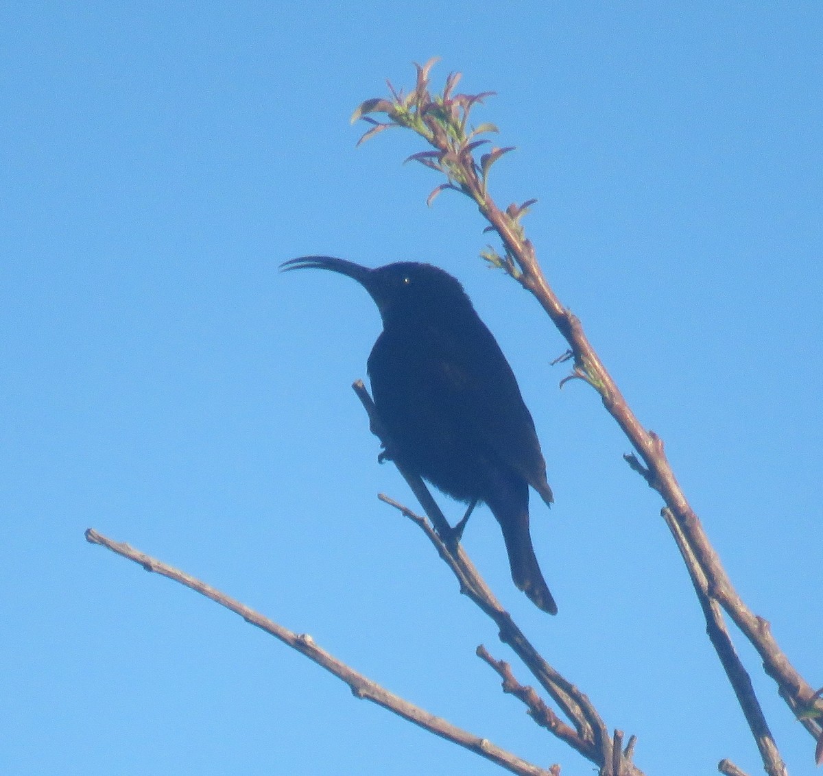 Amethyst Sunbird - ML645253674