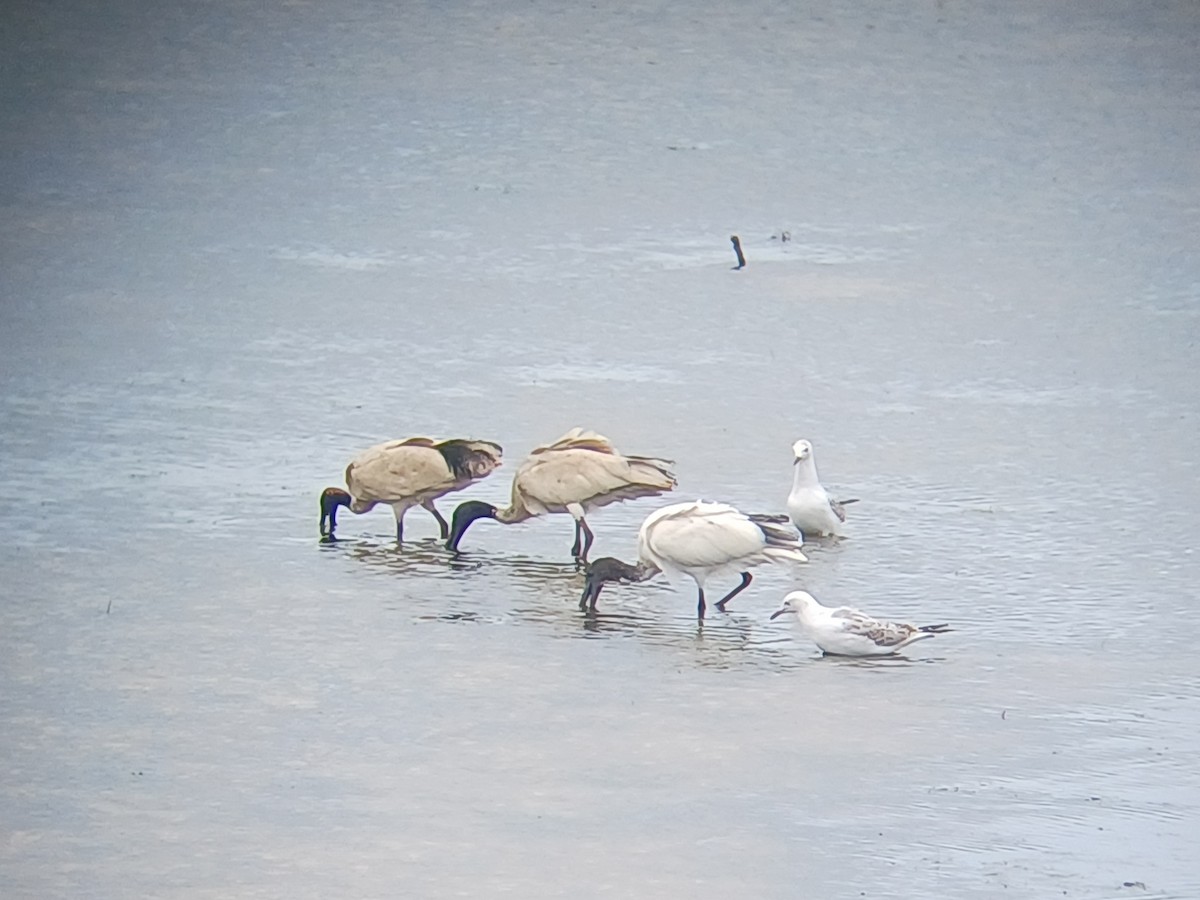 Australian Ibis - ML645253675