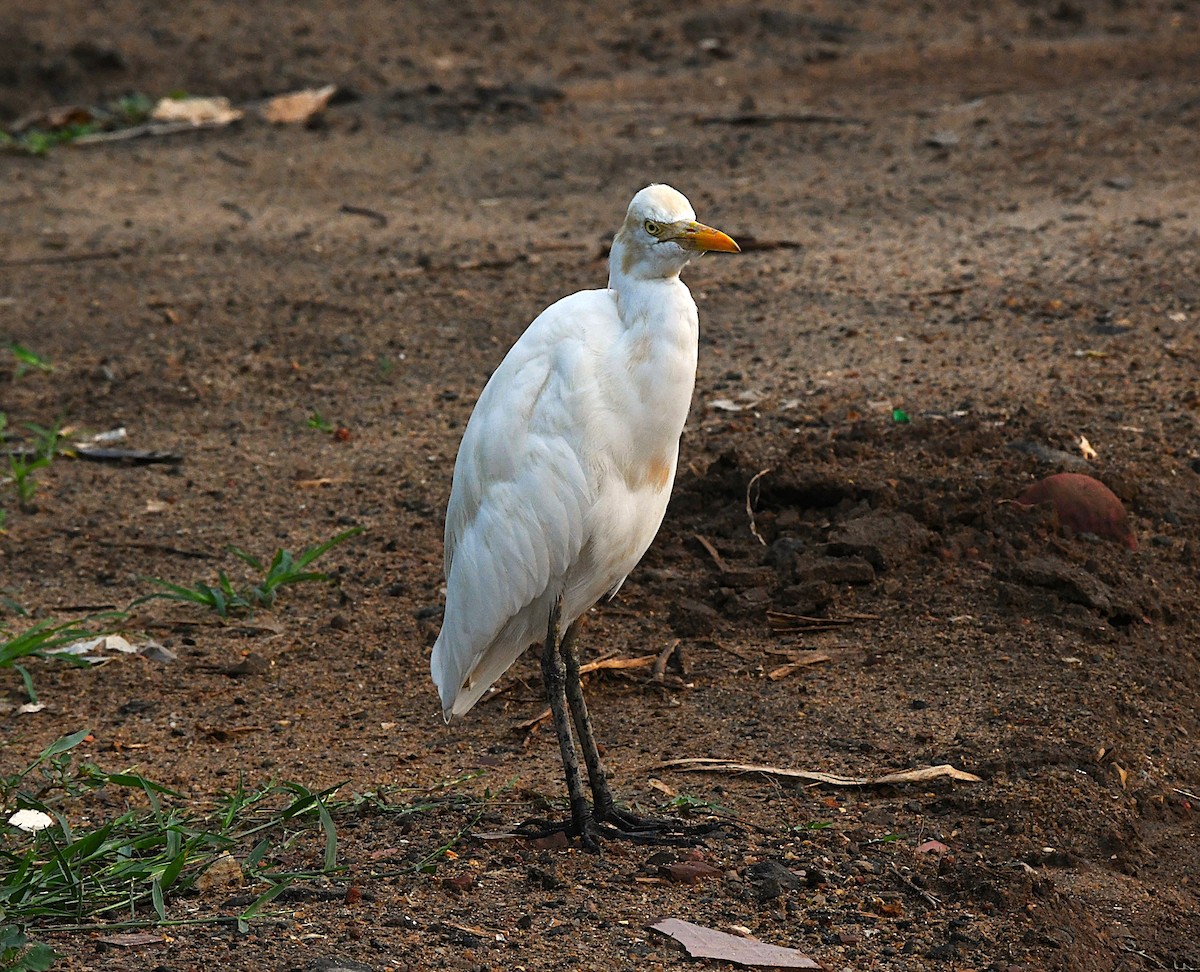 Eastern Cattle-Egret - ML645253676