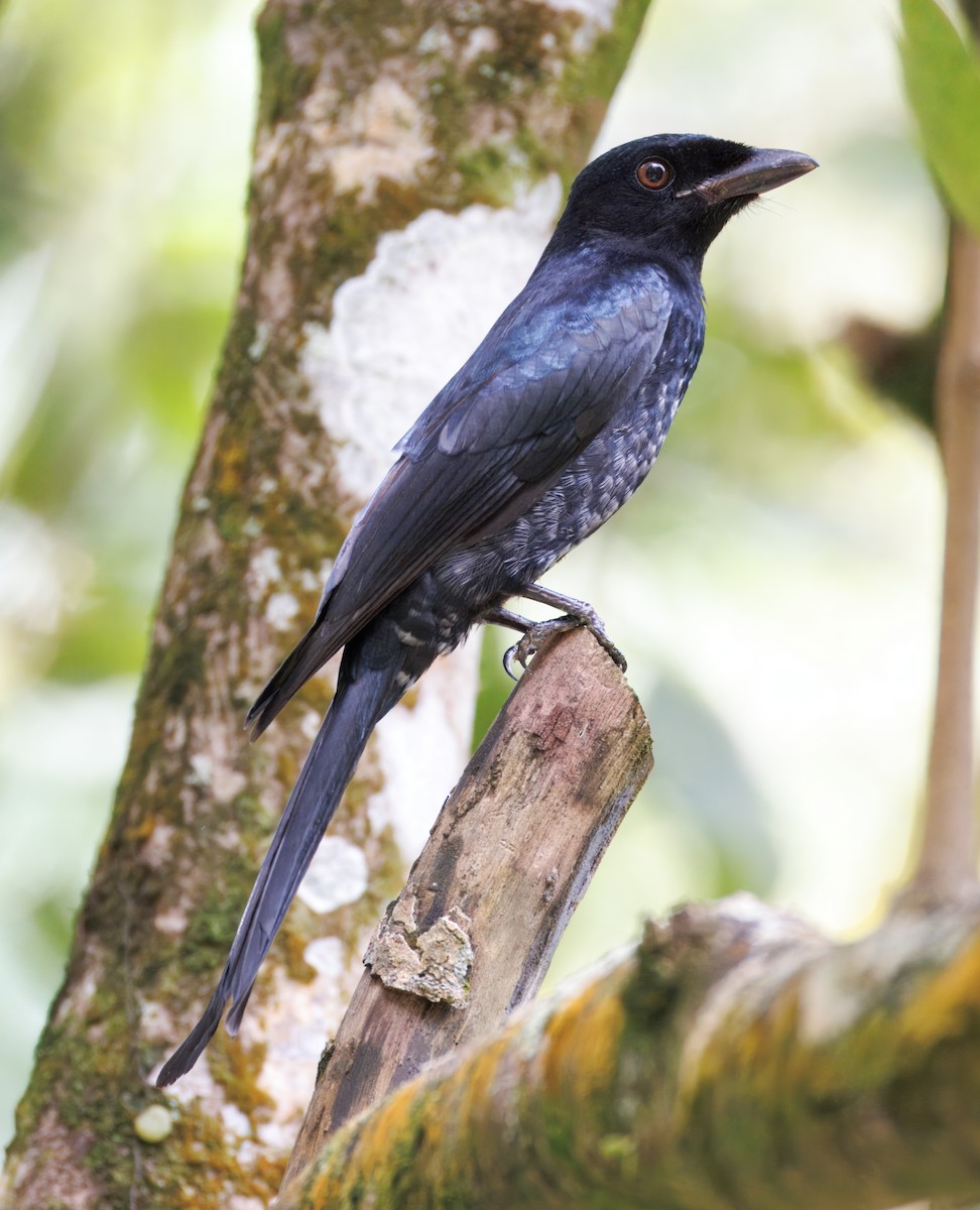Crow-billed Drongo - ML645253677