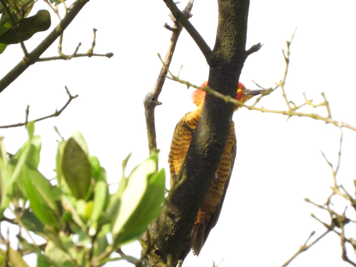 Golden-green Woodpecker - ML645253678