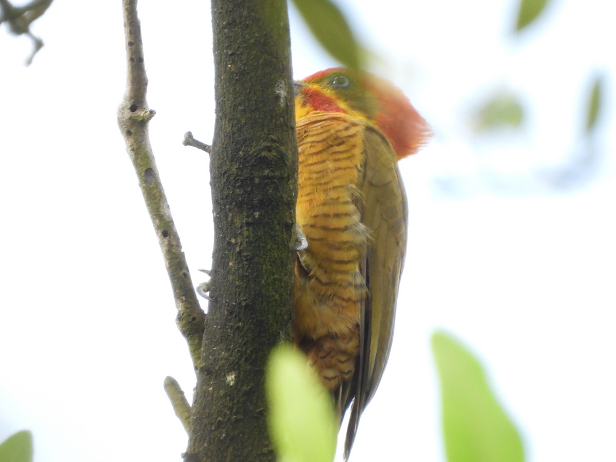 Golden-green Woodpecker - ML645253679