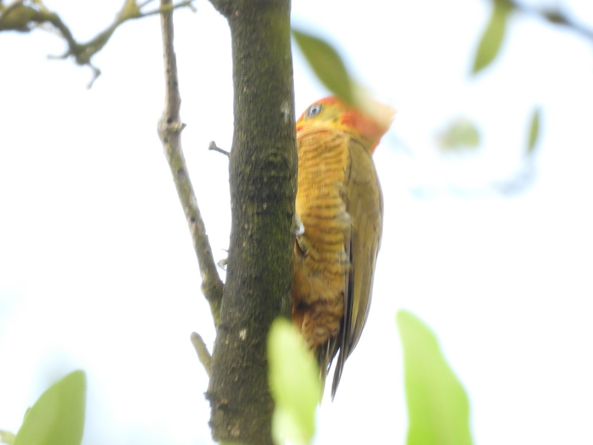 Golden-green Woodpecker - ML645253680