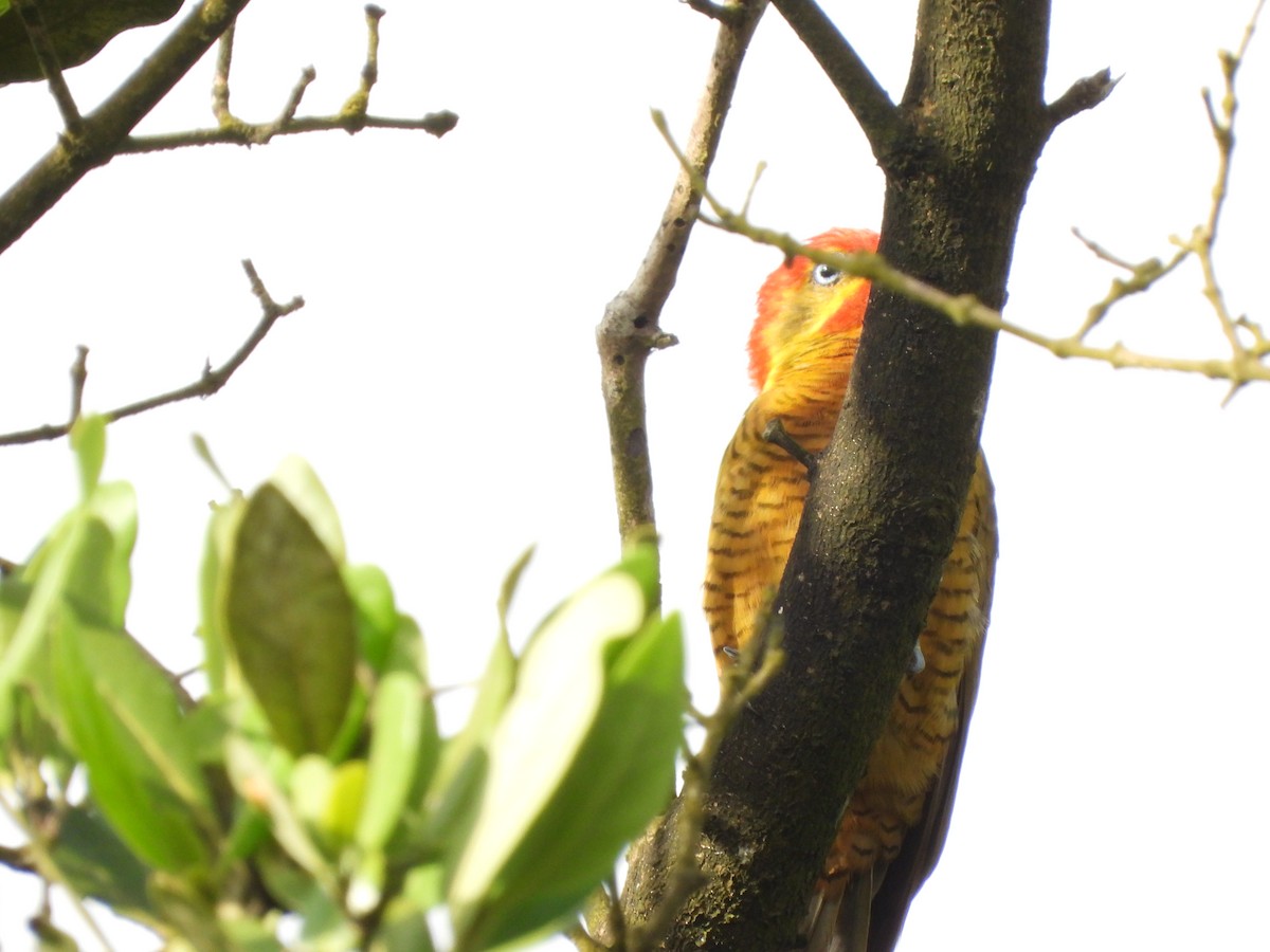 Golden-green Woodpecker - ML645253681