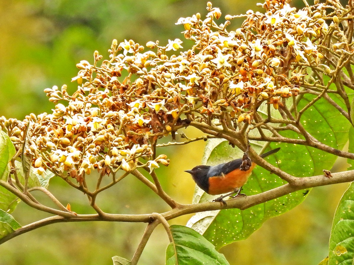 Blue-backed Conebill - ML645253683