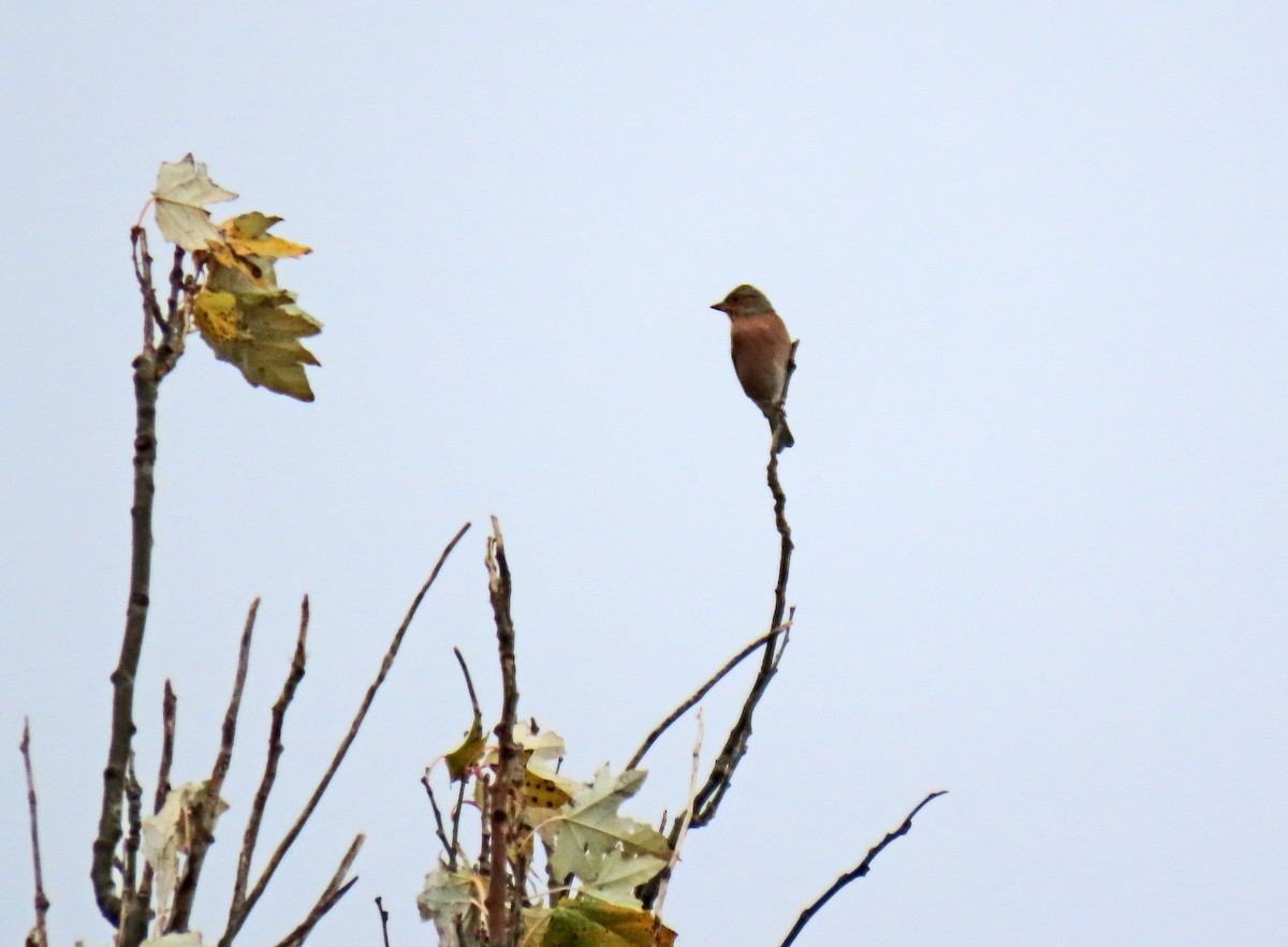 Common Chaffinch - ML645253684