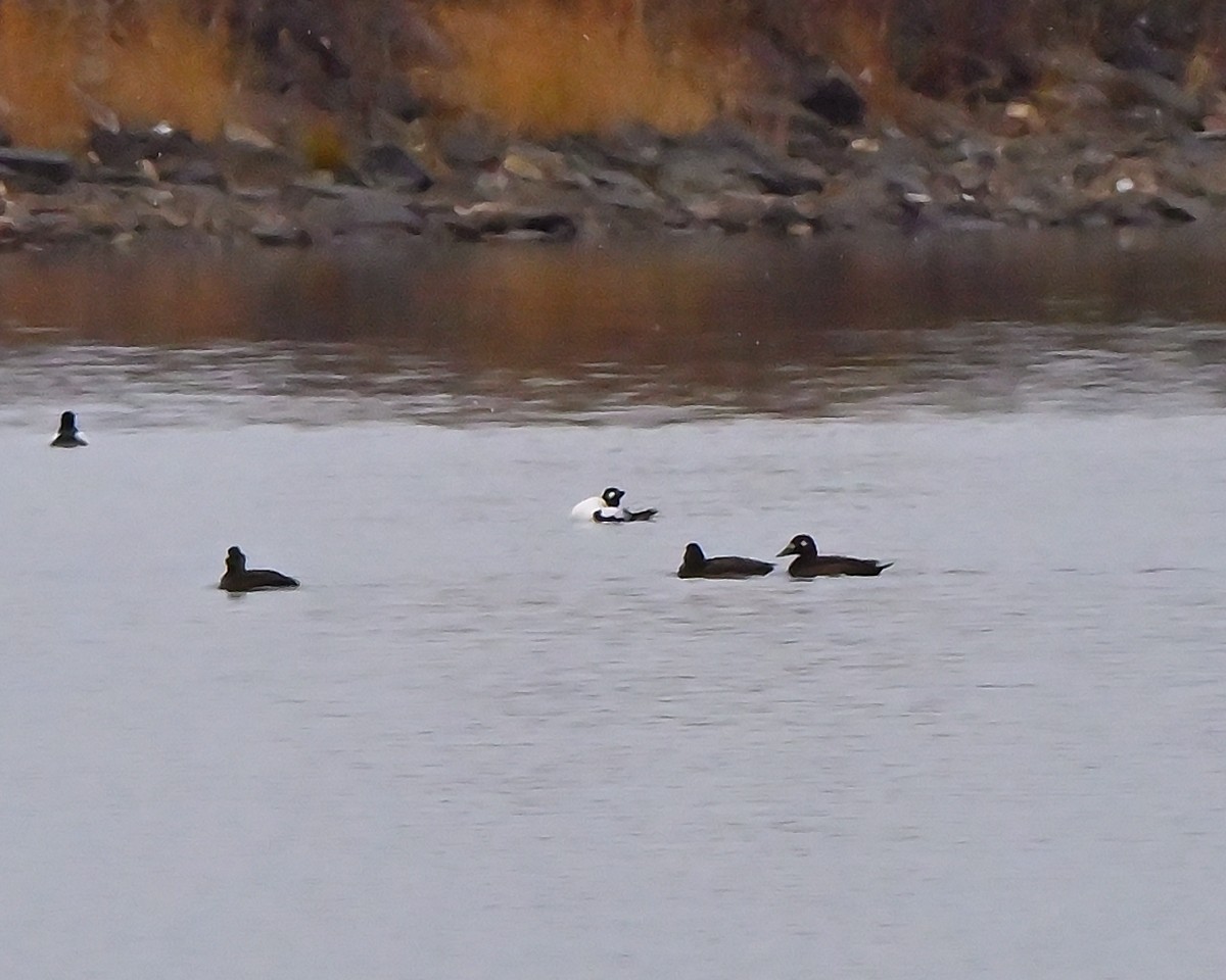 White-winged Scoter - ML645253687