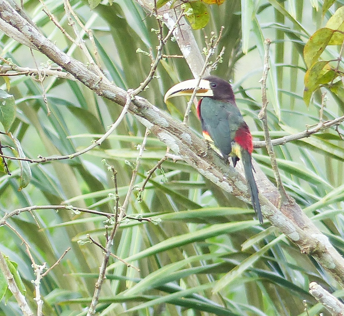 Ivory-billed Aracari - ML645253688