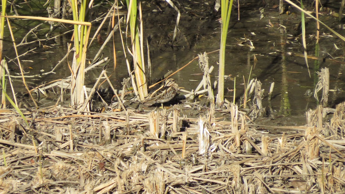 Баранець малий - ML645253697