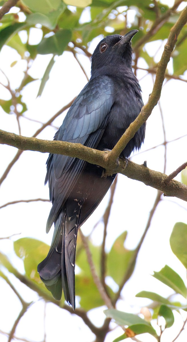 方尾烏鵑 - ML645253698