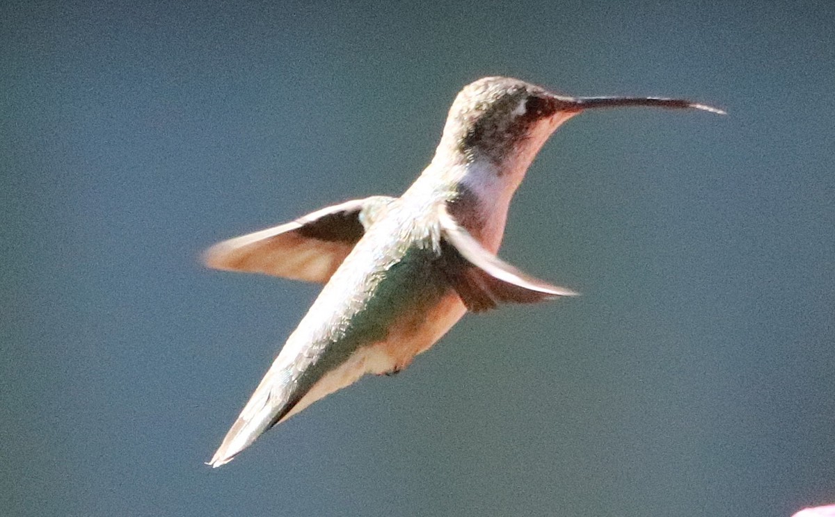 Black-chinned Hummingbird - ML645253703