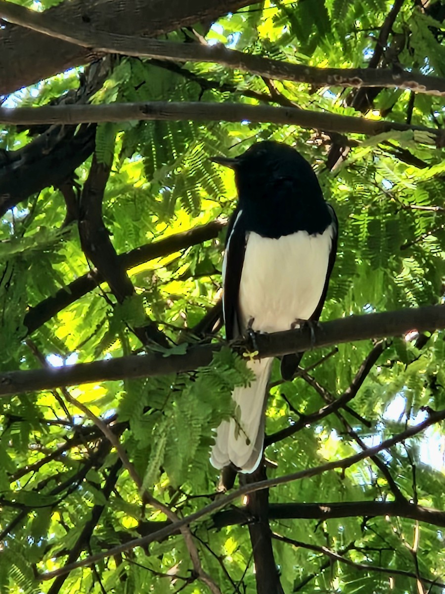 Oriental Magpie-Robin (Oriental) - ML645253704