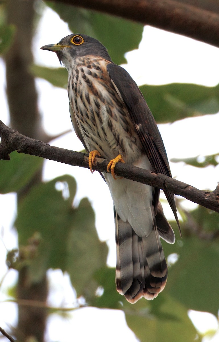 棕腹鷹鵑 - ML645253705