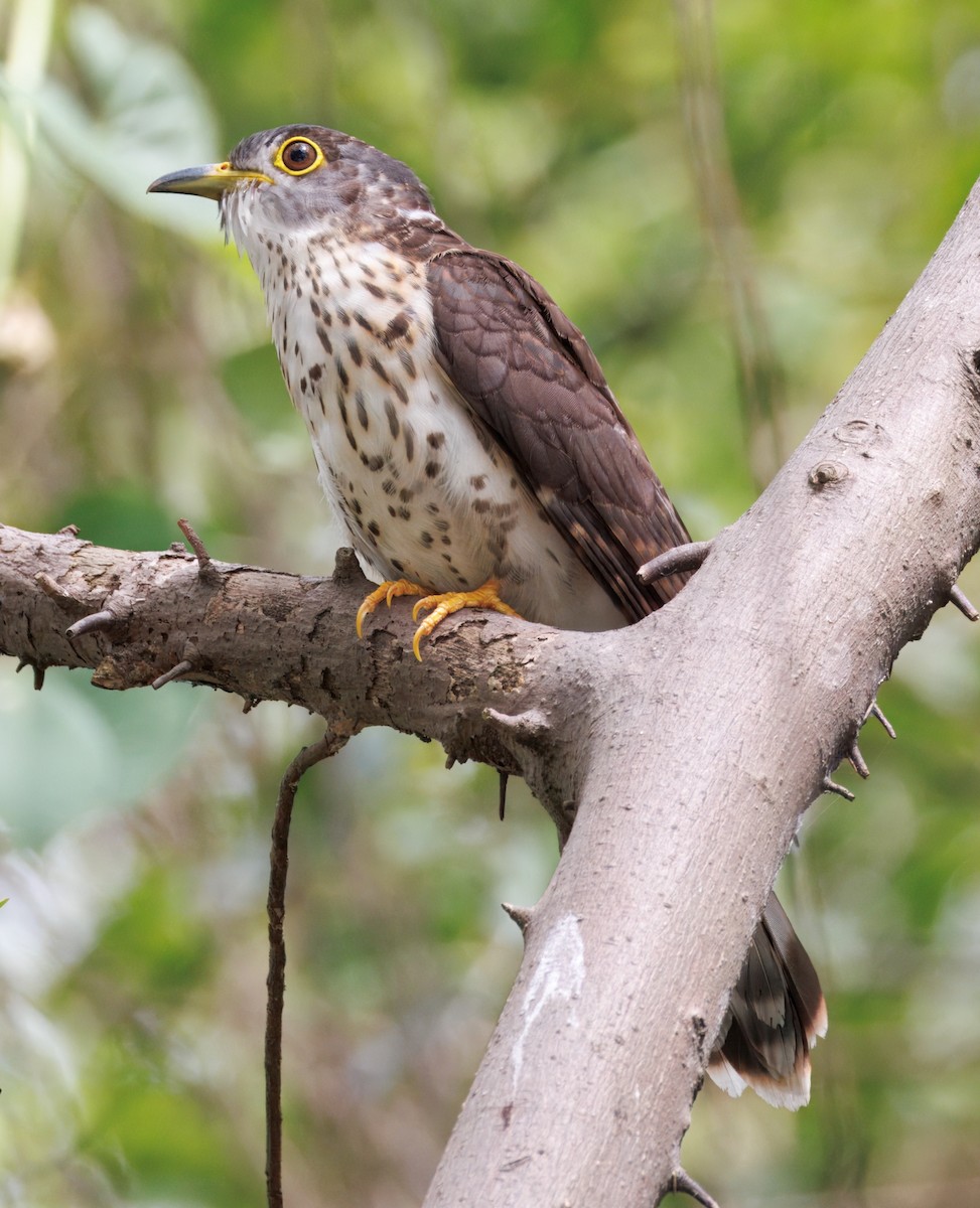 Malaysian Hawk-Cuckoo - ML645253713