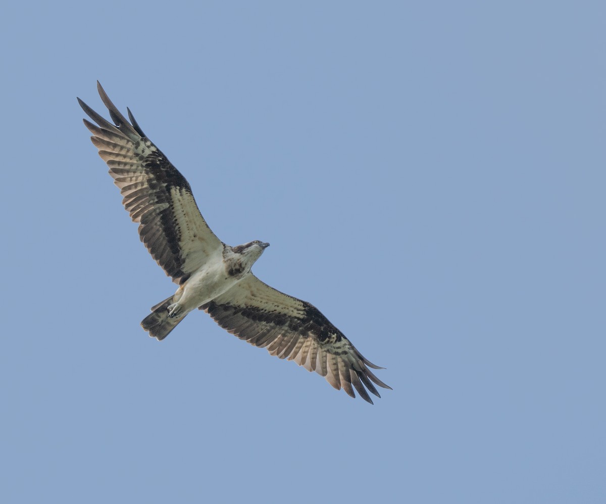 Osprey - ML645253714