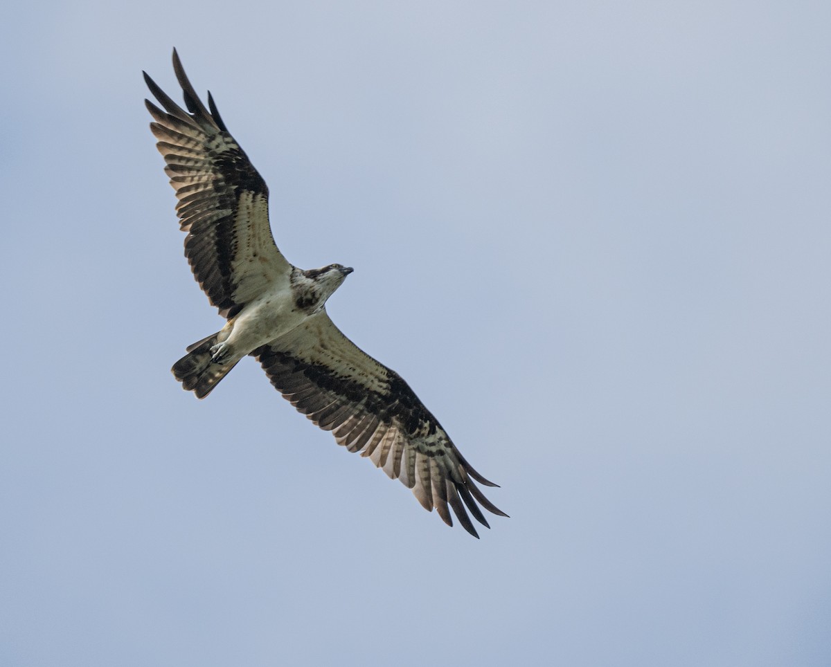 Osprey - ML645253715